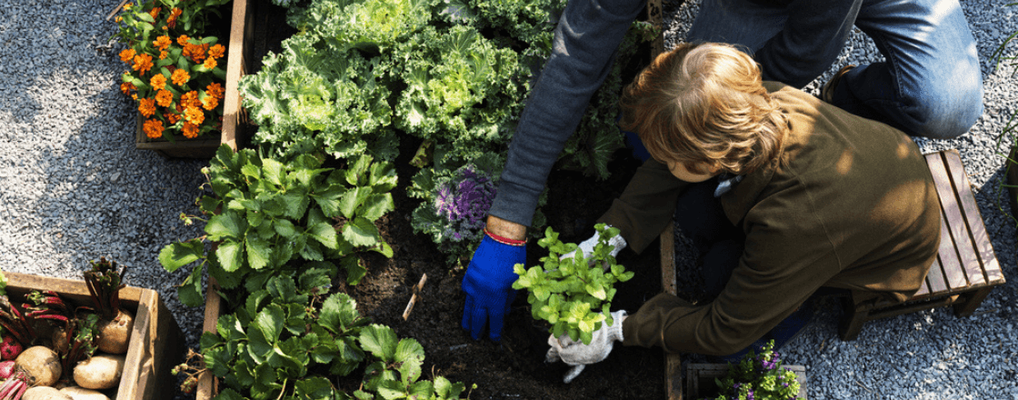enfant plantant des plantes aromatiques au potager 