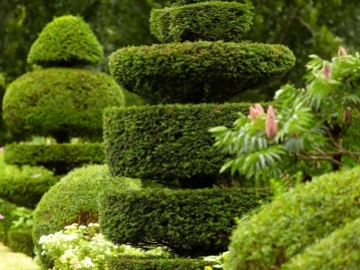 Tailler ses arbres en boules ou en carrés  : On vous dit tout sur l'Art Topiaire