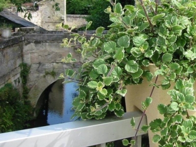Jardinière : comment bien la choisir ? 