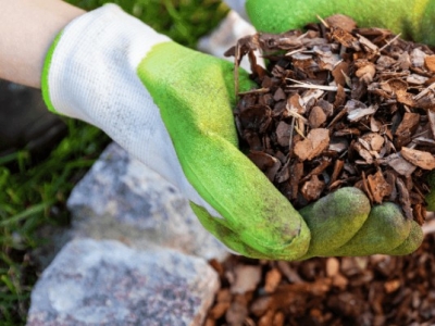 Automne : que faire au potager ? 