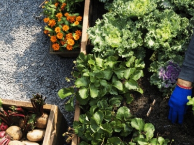 Le jardinage au mois de mai